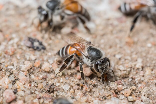 La macro d&#39;abeilles se nourrit sur le sol.