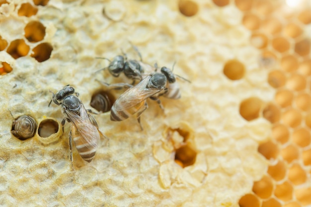 Macro d'abeilles travaillant sur nid d'abeille