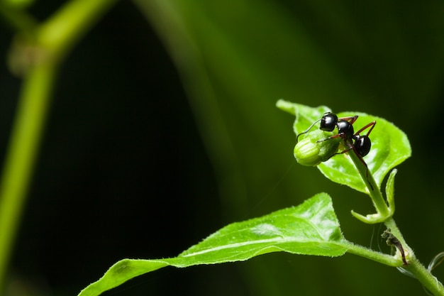 Macro Ant