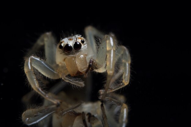 Macro Araignée des animaux