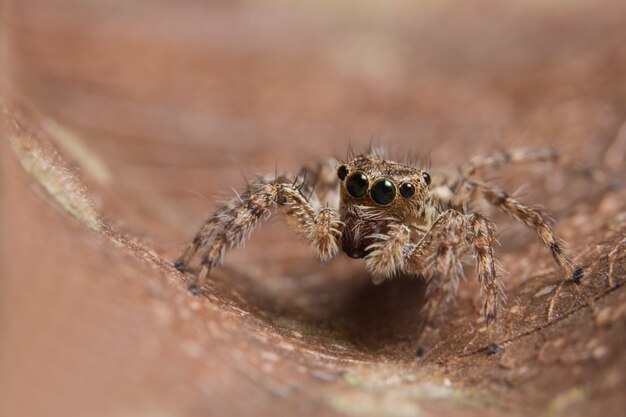 Macro Araignée des animaux