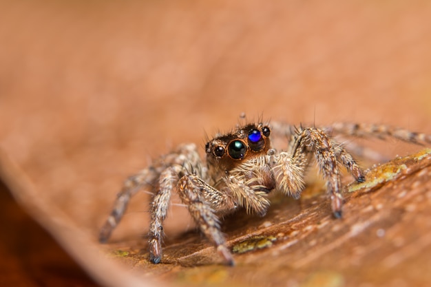 Macro Araignée des animaux