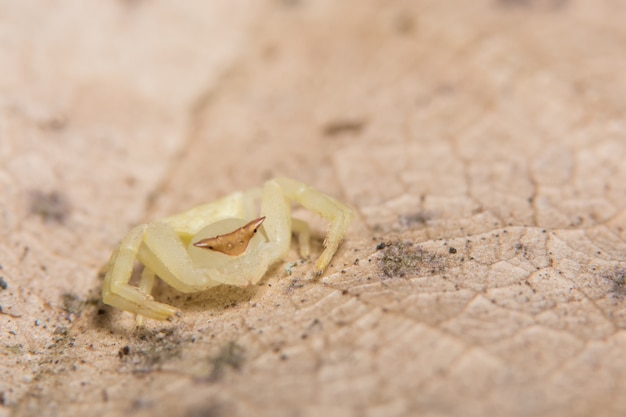 Macro Araignée des animaux