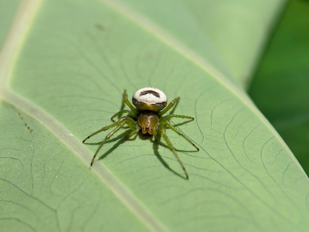 Macro d'araignée araniella cucurbitina sur feuilles vertes
