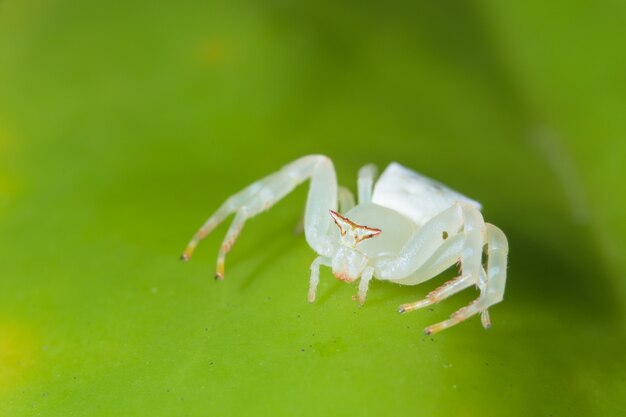 Photo macro araignée blanche