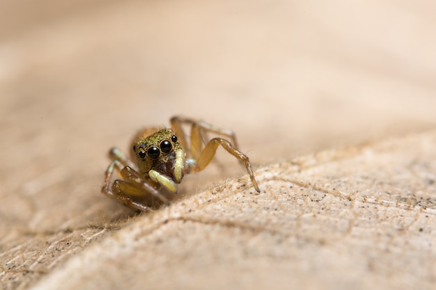 Macro araignée sur une branche d&#39;une feuille