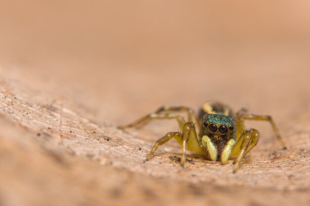 Macro araignée sur une branche d&#39;une feuille