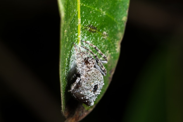 Macro araignée dans la nature