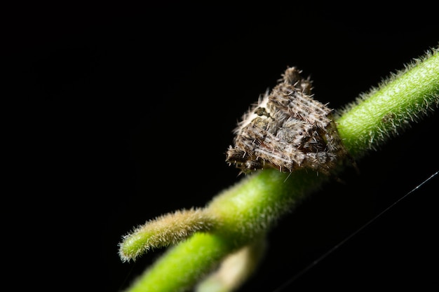 Macro araignée dans la nature