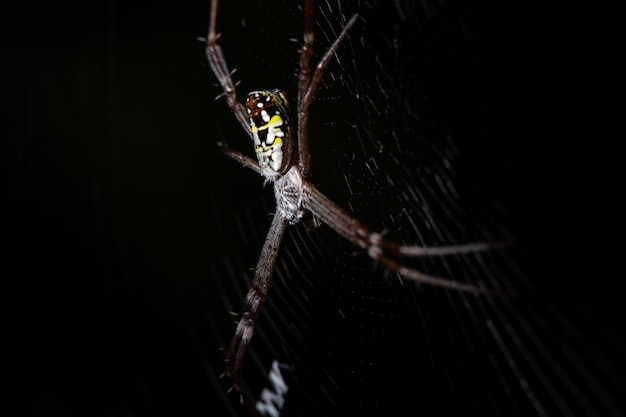 Photo macro araignée dans la nature