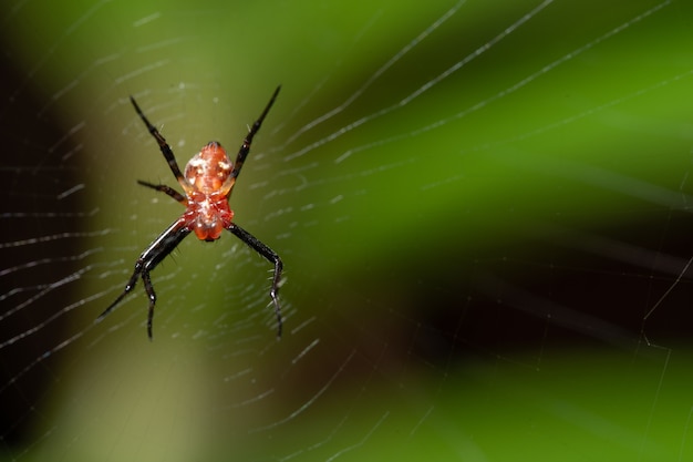 Macro araignée dans la nature