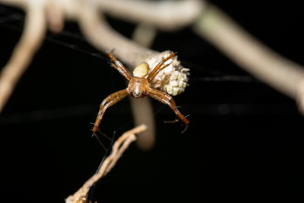 Macro araignée dans la nature