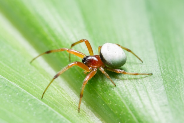 Macro araignée sur un feuillage de fond vert