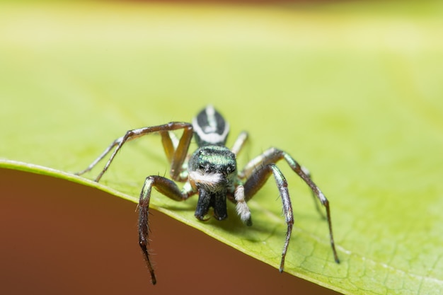 Macro araignée sur feuille verte