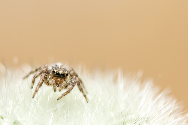 Macro araignée sur la feuille