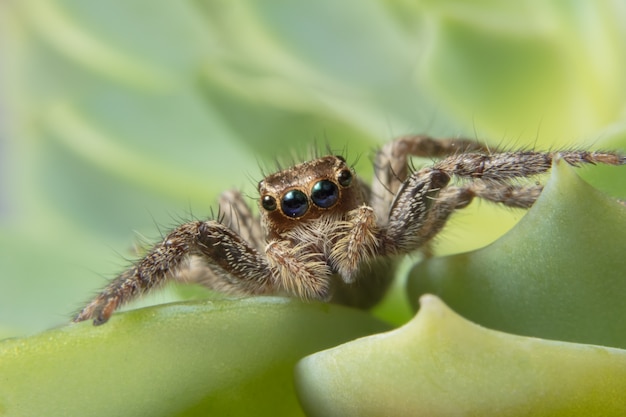 Macro araignée sur la feuille