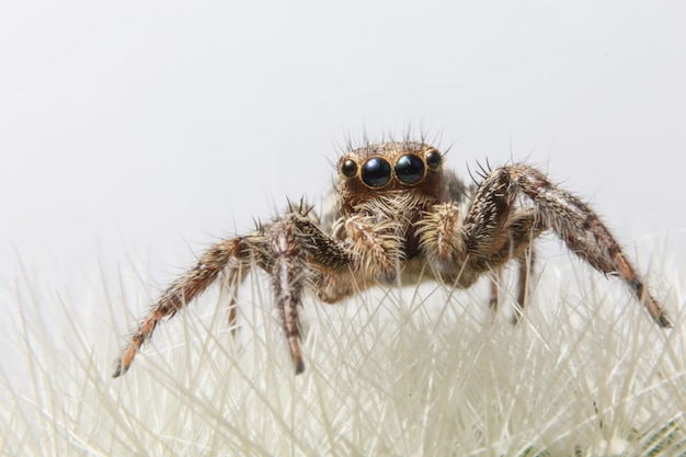 Macro araignée sur la feuille