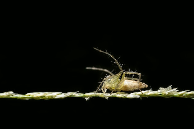 Macro araignée sur la feuille