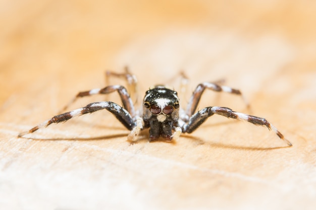 Macro araignée sur la feuille