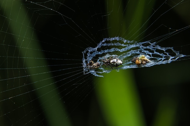 Macro araignée sur la feuille