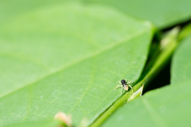 Macro araignée sur la feuille