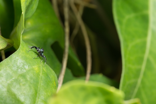 Macro araignée sur la feuille