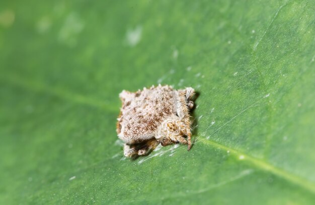 Macro araignée sur la feuille