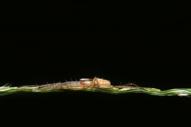 Macro araignée sur la feuille