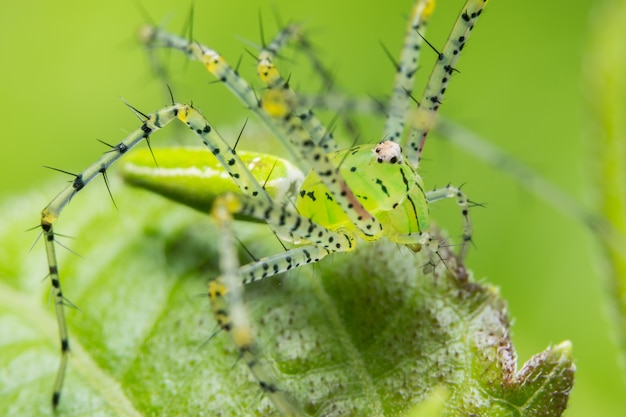 Macro araignée sur la feuille