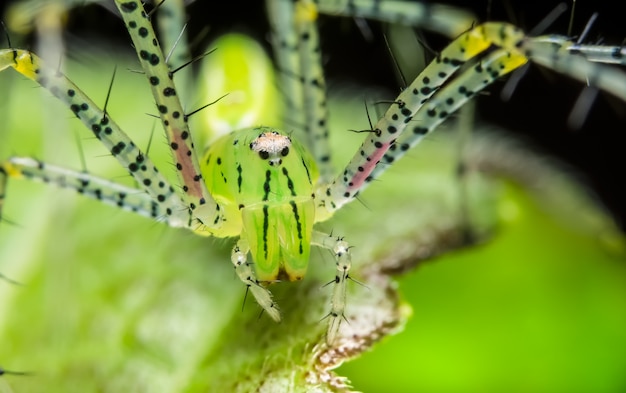 Macro araignée sur la feuille