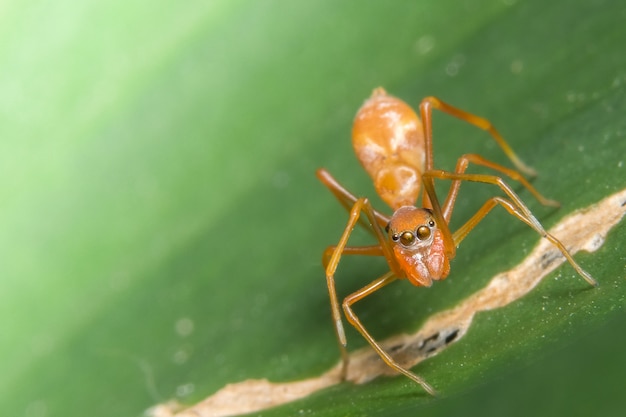 Macro araignée sur la feuille