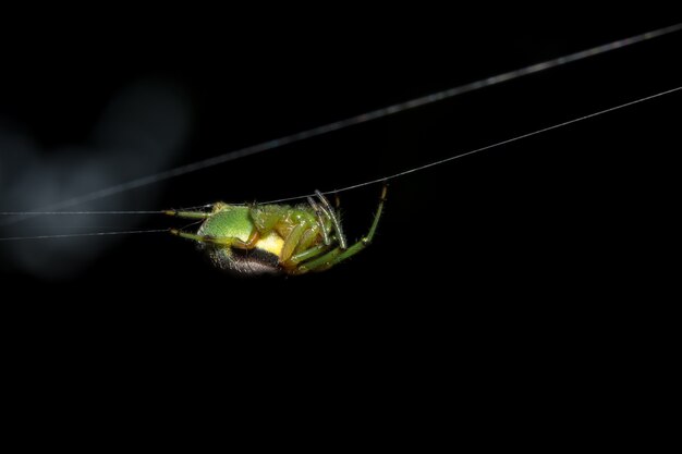 Macro araignée sur la feuille