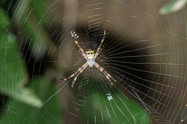 Macro araignée sur la feuille