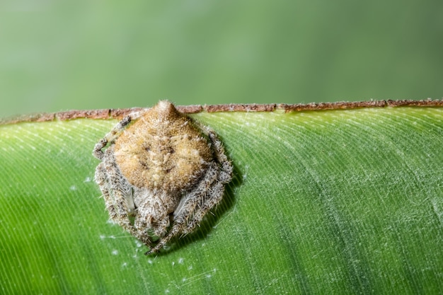 Macro araignée sur la feuille