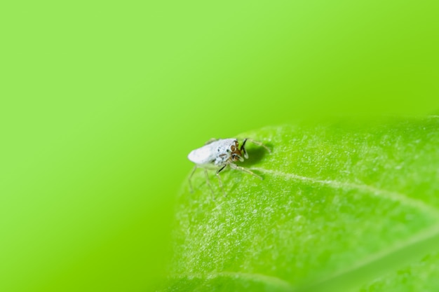 Macro araignée sur la feuille