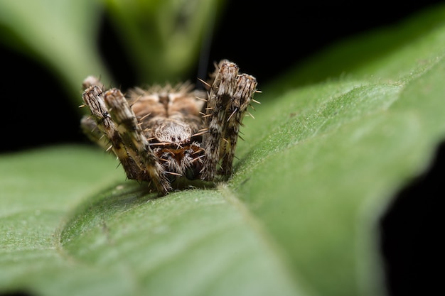 Macro araignée sur la feuille