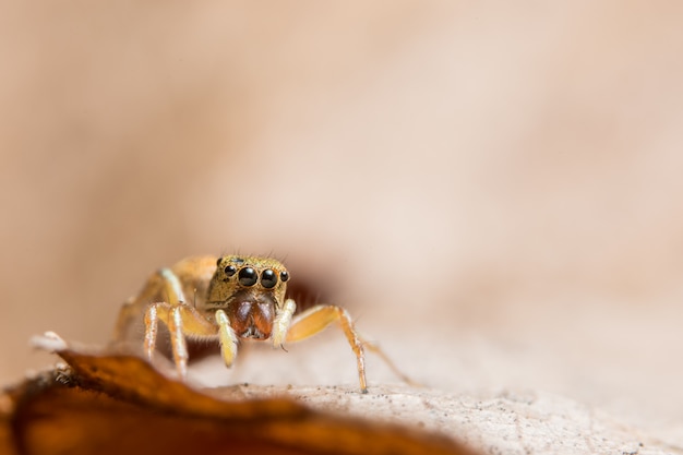 Macro araignée sur la feuille