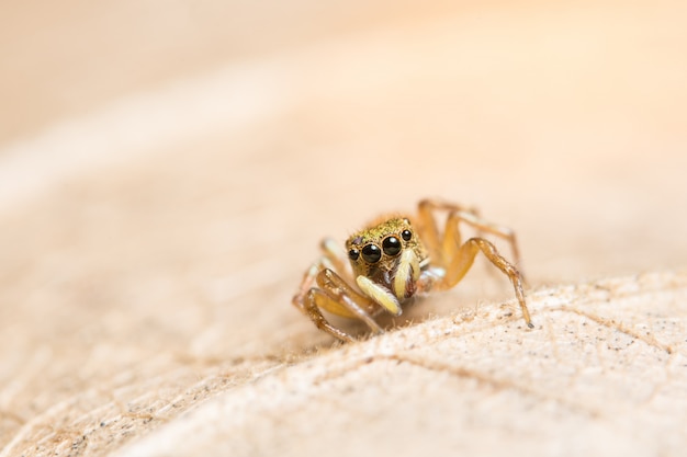 Macro araignée sur la feuille