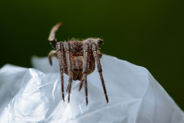 Macro araignée sur la feuille