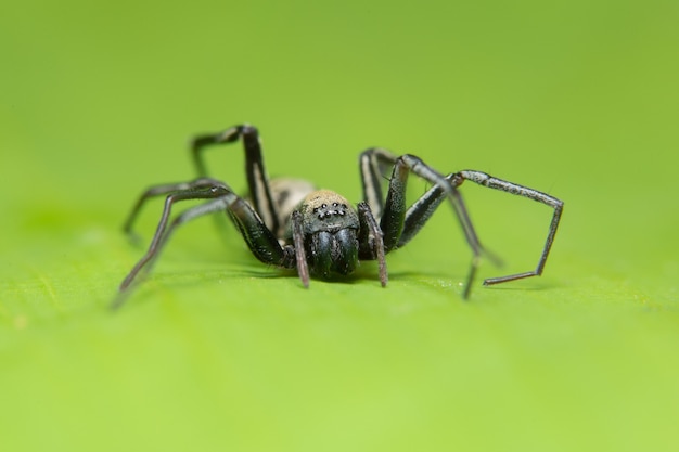 Macro araignée sur la feuille