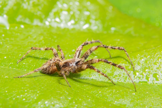 Macro araignée sur la feuille