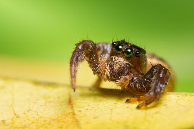 Macro araignée sur la feuille