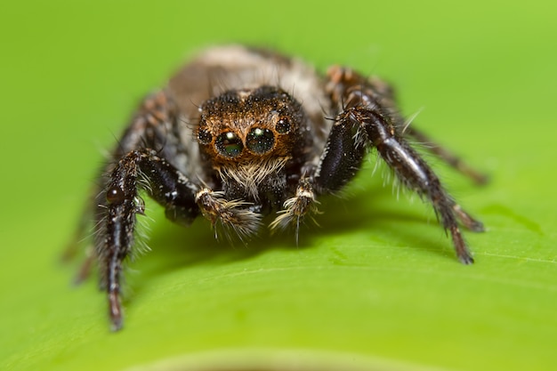 Macro araignée sur la feuille