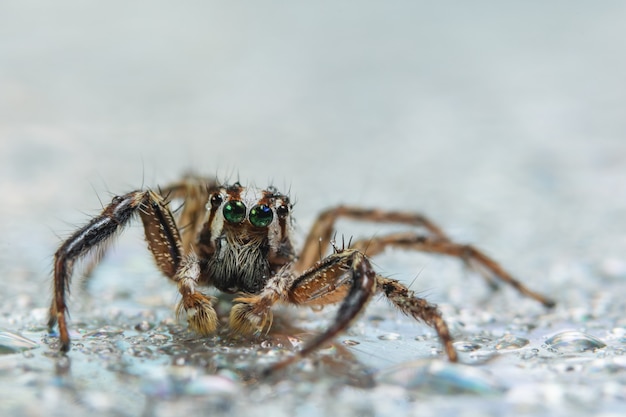 Macro araignée fond coloré