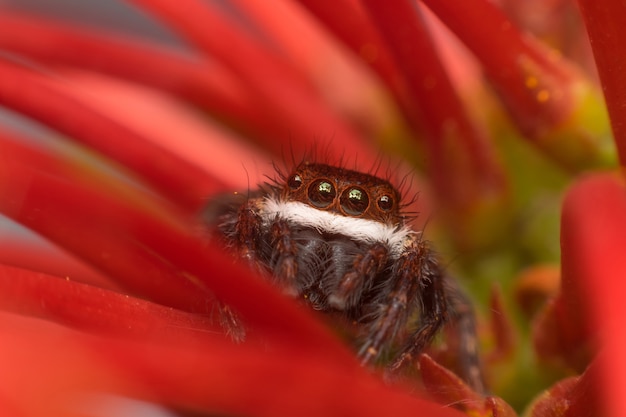 Macro d&#39;araignée (Jumping Spiders Santa Claus) insecte se bouchent sur le congé dans la nature