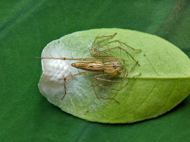 Photo macro d'araignée lynx rayée sur des feuilles vertes