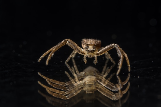 Macro araignée sur le miroir noir