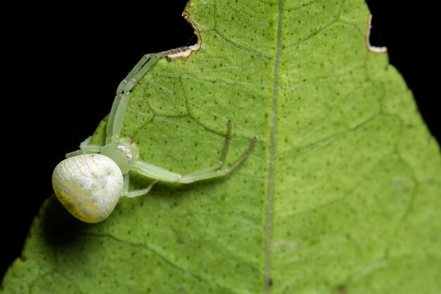 Macro araignée sur la plante