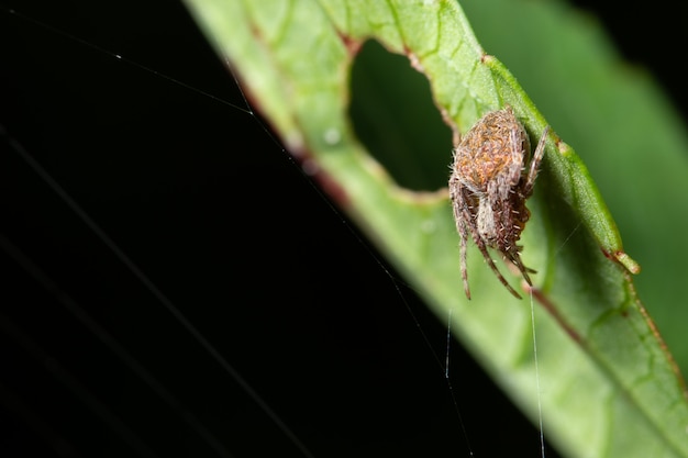 Macro araignée sur la plante