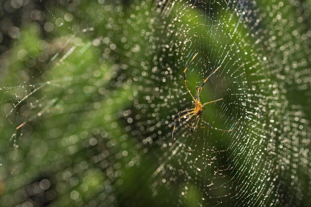 Photo macro araignée sur la toile d'araignée